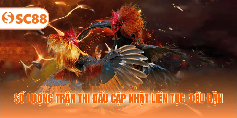 Số lượng trận thi đấu cập nhật liên tục, đều đặn