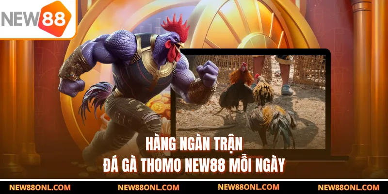 Hàng ngàn trận đá gà thomo NEW88 mỗi ngày
